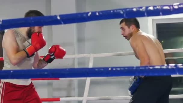 Boxeo en el gimnasio - dos hombres atléticos que tienen una pelea de entrenamiento en el ring de boxeo — Vídeos de Stock