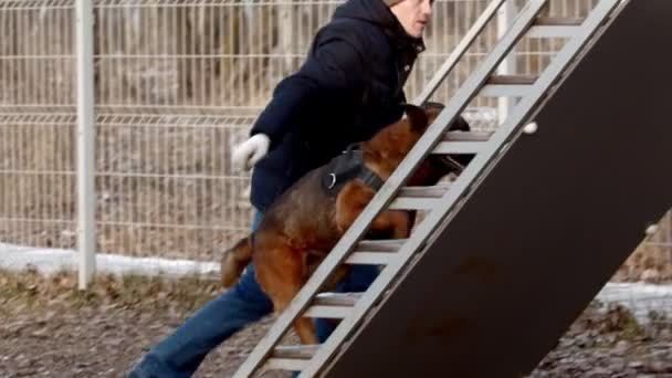 Hondentraining - de hond klimt de trap op — Stockvideo