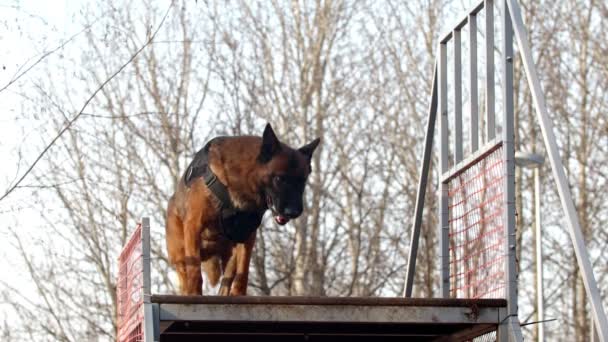 Dressage de chien - chien est assis sur un obstacle escalier — Video