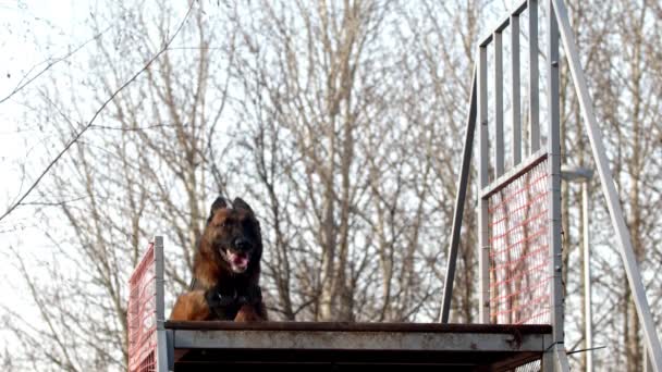 Kutyakiképzés - a kutya felmászik a lépcsőn akadály, majd lemegy — Stock videók