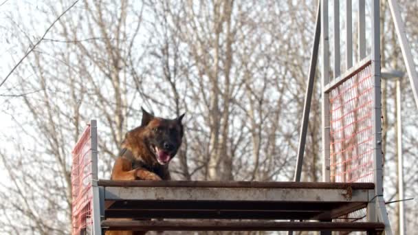 Köpek eğitimi - köpek merdivenleri tırmanıyor engel. — Stok video