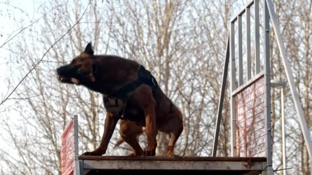 Dressage de chien - chien attrape bâton avec des dents et couché — Video