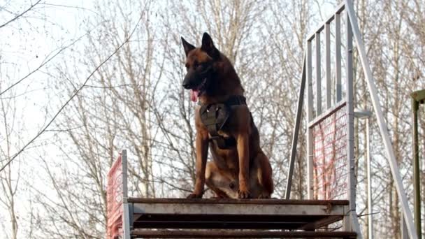 Entrenamiento del perro - pastor alemán está atrapando palo con los dientes — Vídeos de Stock
