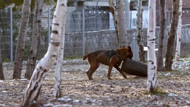 Entrenamiento del perro - el perro lleva un neumático en los dientes — Vídeo de stock