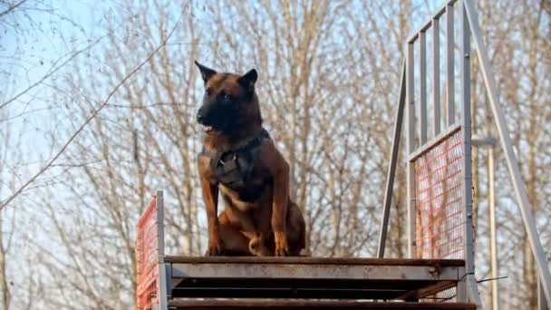 Hond training - de hond ving een stok en begon te knabbelen — Stockvideo