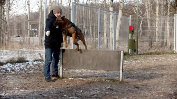 Εκπαίδευση σκυλιών - ο σκύλος πηδά πάνω από το φράγμα μετά από το χέρι ενός χειριστή σκυλιών — Αρχείο Βίντεο