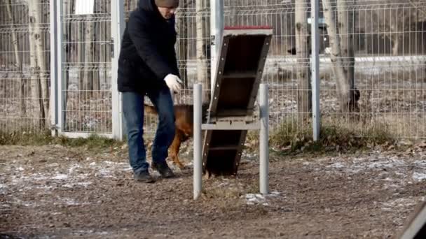 Dressage de chien - le chien court sur une balançoire double face et saute — Video
