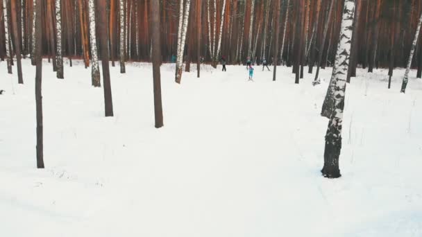 Skiing competition - sportsmen skiing in the woods — Stock Video