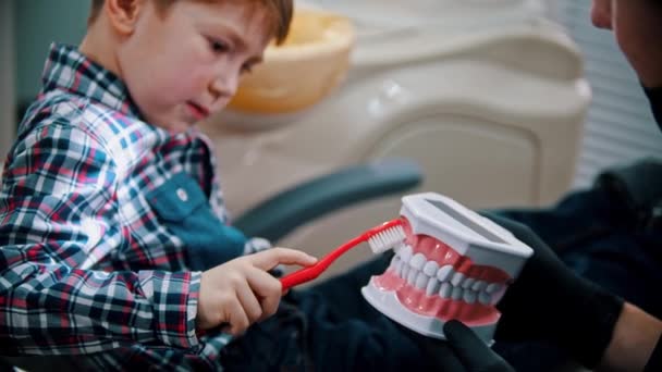 Malý chlapec podstupující léčbu v zubním lékařství - dítě čistí zuby na modelu čelisti — Stock video