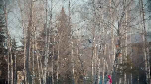 Russische winter - eenden vliegen weg naar de hemel — Stockvideo
