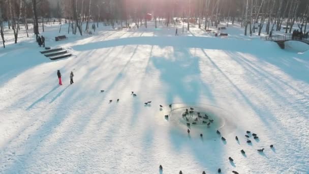 Invierno ruso - los patos nadan en el estanque congelado — Vídeo de stock