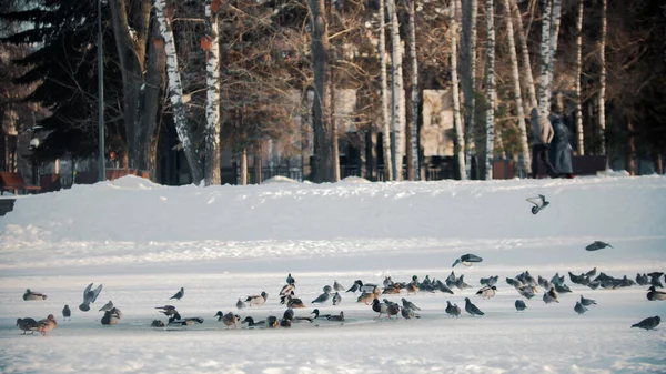 Invierno ruso - patos están volando lejos del estanque — Foto de Stock