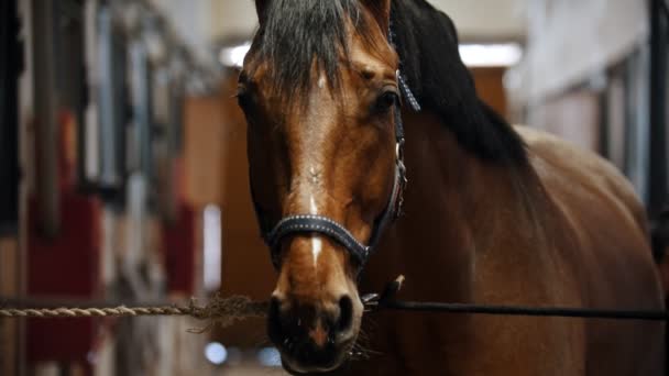 Jazda na koniu - pysk konia w skórzanych lejcach stojącego w stajni związany — Wideo stockowe