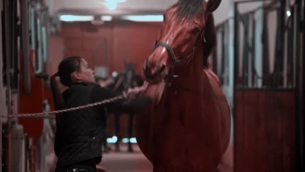 Montar a caballo: la joven está peinando su caballo nocturno — Vídeos de Stock