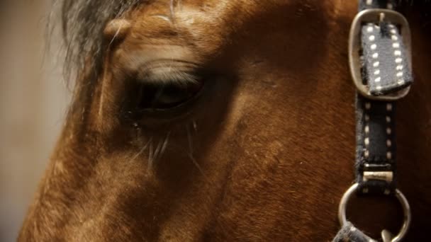 Montar a caballo - cara de caballo de laurel en riendas de cuero — Vídeos de Stock