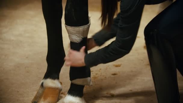 Montando um cavalo - mulher cavaleiro colocando leggings em seu cavalo — Vídeo de Stock