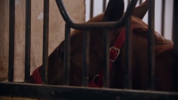 Ridning - hästen är i koppel i fållan — Stockvideo