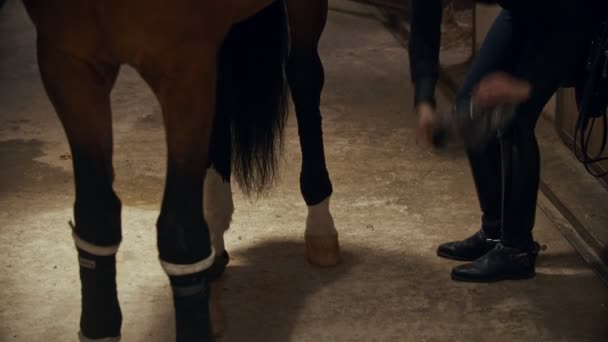 Montar um cavalo - mulher jovem cavaleiro colocando leggings em seu cavalo — Vídeo de Stock