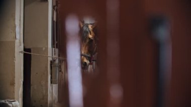 At biniciliği - Bay ve güzel at ağılda tasmalı