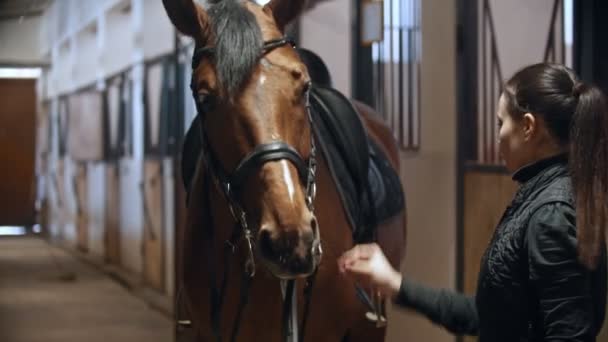 Paardrijden - jonge vrouw ruiter strelen haar paard in teugels — Stockvideo