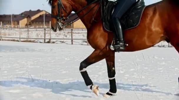 Horse riding - woman rider in a helmet galloping on a horse through a snowy field — Stock Video