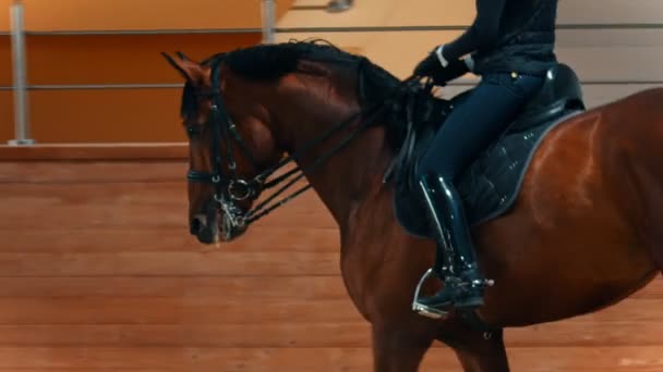 Hipódromo - um cavaleiro montando um cavalo de baía em uma pista de corrida — Vídeo de Stock