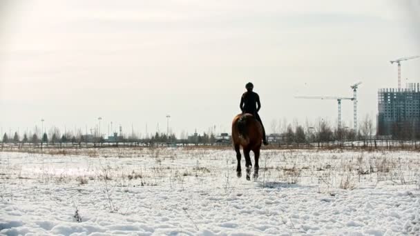 Equitação - belo equestre está galopando em um campo nevado — Vídeo de Stock