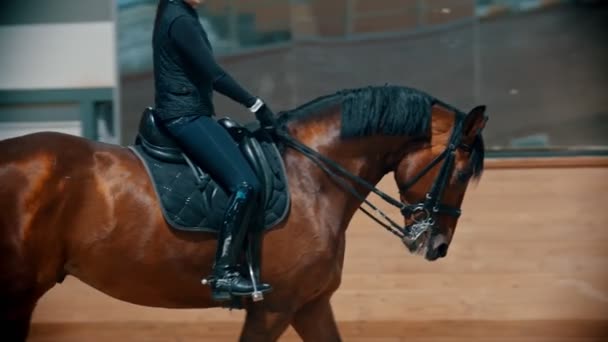 Une femme chevauchant un cheval brun sur l'hippodrome — Video