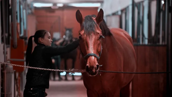 Montar a caballo: la joven está peinando su caballo nocturno — Foto de Stock