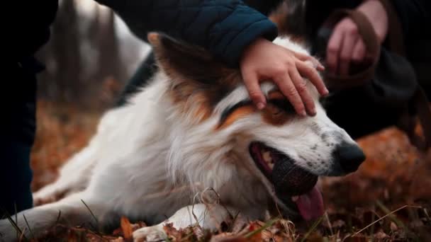 Dois homens jovens acariciando cão doméstico no parque de outono — Vídeo de Stock