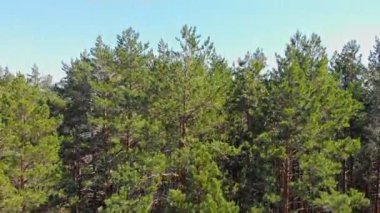 Yeşil Orman - nehirde bir mavna yelken açar