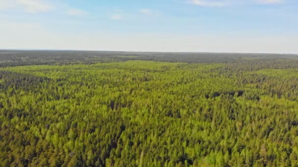 Un enorme matorral de bosque de coníferas — Vídeo de stock