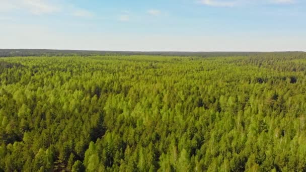 Un enorme matorral de bosque verde de coníferas — Vídeos de Stock