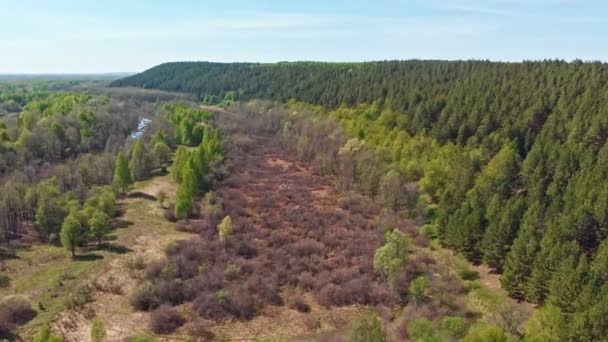 Ogromny gąszcz iglastego zielonego lasu i puste pole — Wideo stockowe