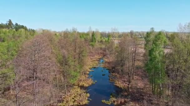 A huge thicket of coniferous green forest and flooded field — Stock Video