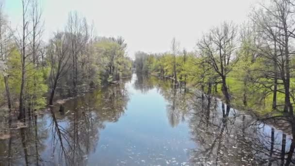 Uitzicht op kleine vuile rivier tussen de bomen — Stockvideo