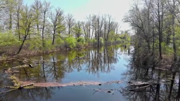 Uitzicht op kleine vuile rivier tussen de verschillende bomen — Stockvideo