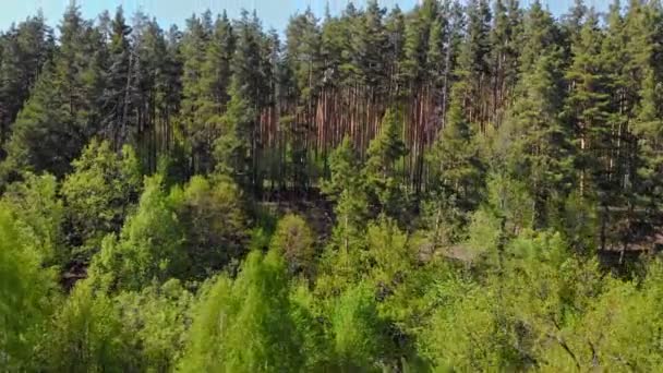 Widok ogromnego zarośla iglastego zielonego lasu — Wideo stockowe