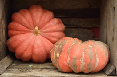 Bir kafeste iki kabaklar