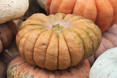 Kabak Cadılar Bayramı Market
