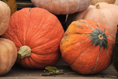 Kabaklar Cadılar Bayramı Market