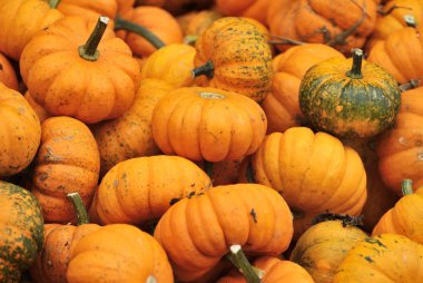 Kabaklar Cadılar Bayramı Market