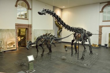 Frankfurt 'taki Senckenberg Müzesi' nin iç manzarası