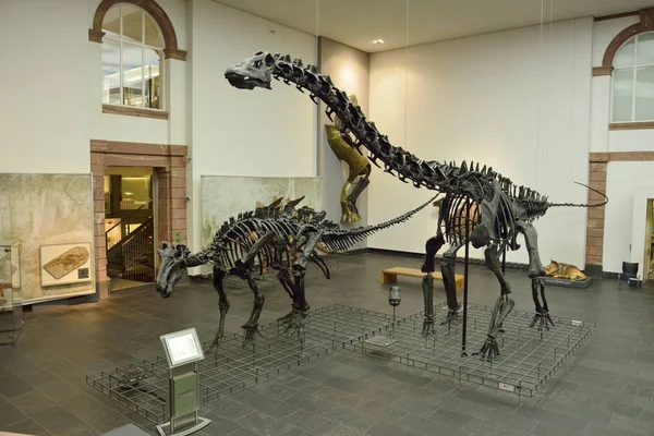 Frankfurt 'taki Senckenberg Müzesi' nin iç manzarası