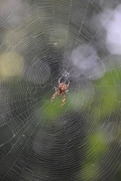 Çapraz Örümcek Web — Stok fotoğraf