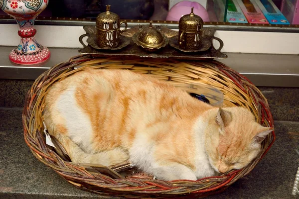 Brown cat sleeping in a basket — Stock Photo, Image