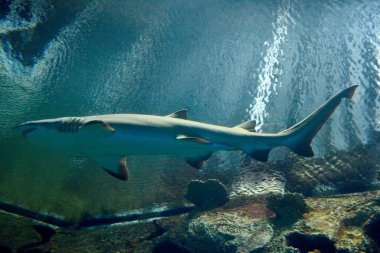 Siyah uçlu resif köpek balığı (Carcharhinus melanopterus) 