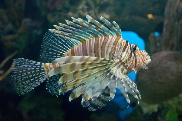 Pterois halak (lionfish). — Stock Fotó