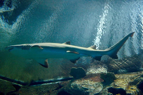 Чернопёрая акула (Carcharhinus melanopterus ) — стоковое фото