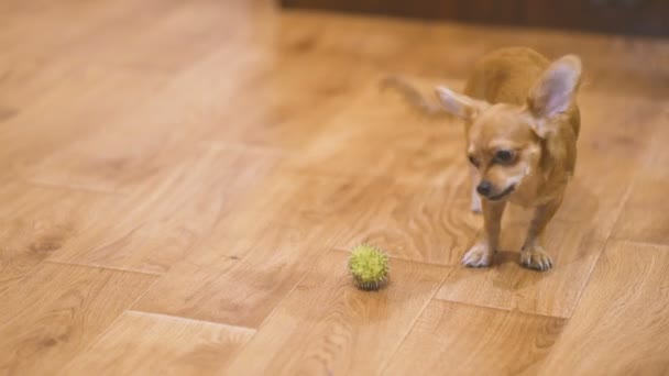  Hosszúszőrű Csivava kutya játszik nagyon vicces zöld gesztenyével. Lassú mozgás